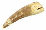 Fossil Plesiosaur (Zarafasaura) Tooth - Morocco #297879-1
